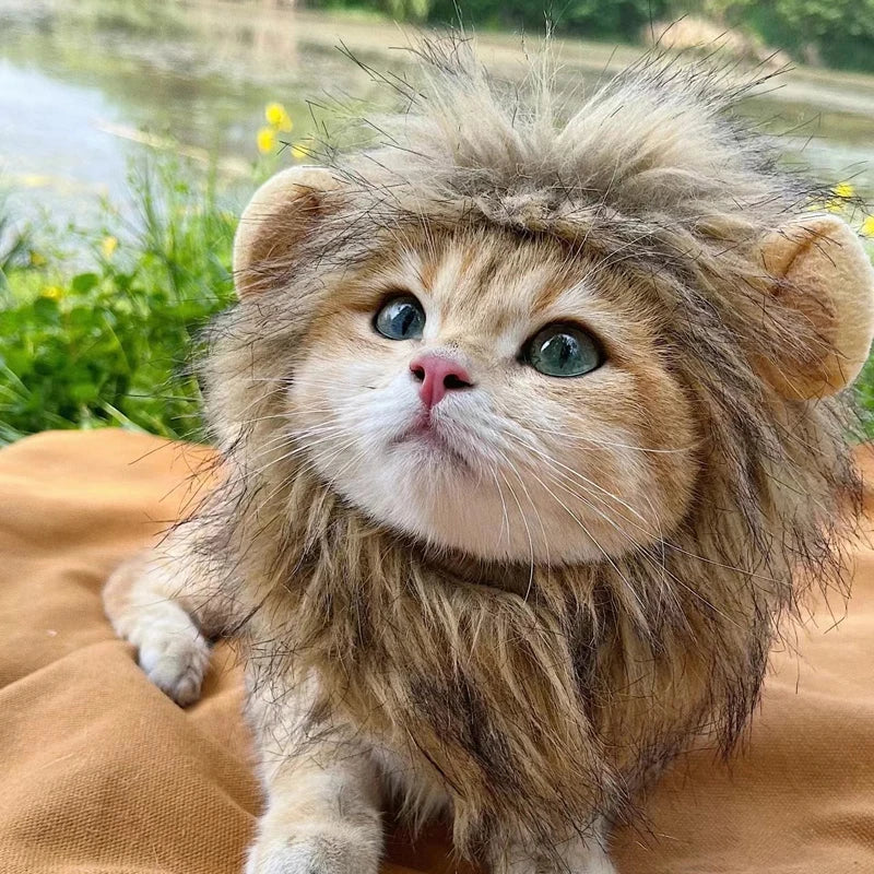 Cute Lion Mane Cat