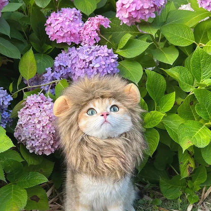 Cute Lion Mane Cat