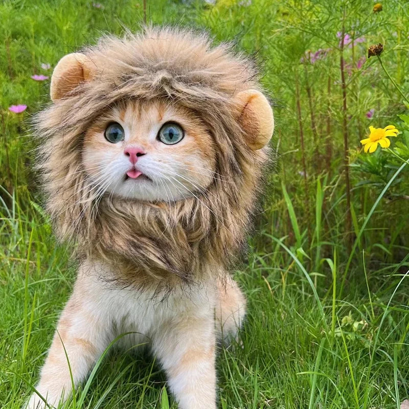 Cute Lion Mane Cat