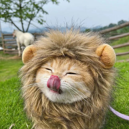 Cute Lion Mane Cat